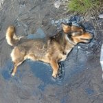 Pies przyklejony do asfaltu. Jak to się stało?