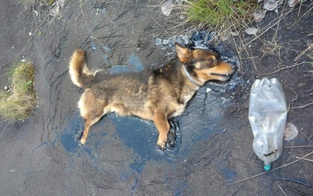 Pies przyklejony do asfaltu. Jak to się stało?