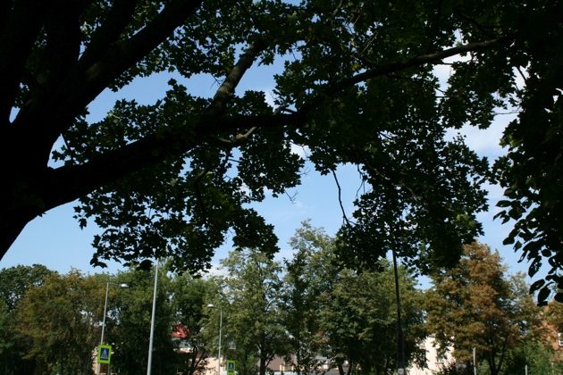 Tydzień na półmetku. 22 maja duszny i pochmurny
