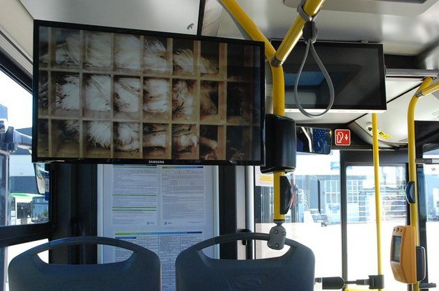 Kampania przeciwko klatkom w białostockich autobusach
