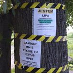 Da się bez wycinki. Parking będzie mniejszy, ale drzewa zostaną