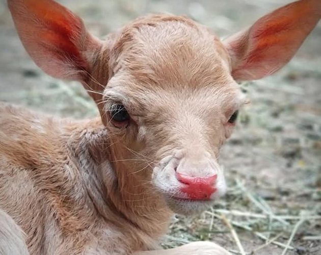 Białostockie zoo ma nowych mieszkańców. Te maleństwa są urocze