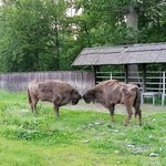 Można je podziwiać w całej krasie. Zagroda pokazowa żubrów już otwarta