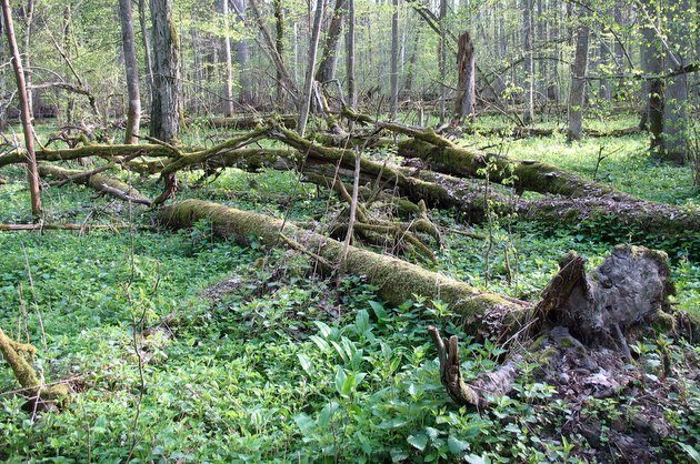 Puszcza Białowieska może stracić prestiżowy status?