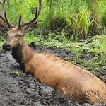 Wpadł w grząską pułapkę. Z pomocą ruszyli leśnicy