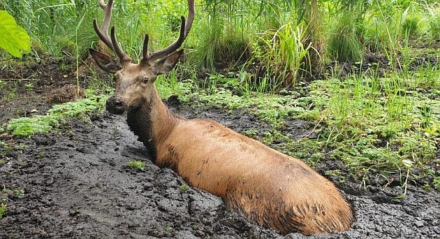 Wpadł w grząską pułapkę. Z pomocą ruszyli leśnicy