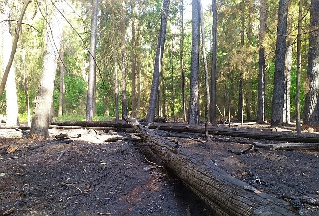 Zagrożenie pożarowe w Puszczy Białowieskiej wzrasta
