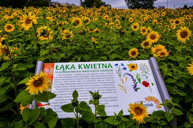 Jak z obrazu van Gogha. W Białymstoku kwitną słoneczniki