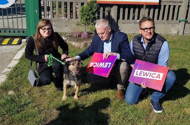 Lewica przypomina - problem bezpańskich zwierząt jest duży. Ma pomysł, jak temu zaradzić