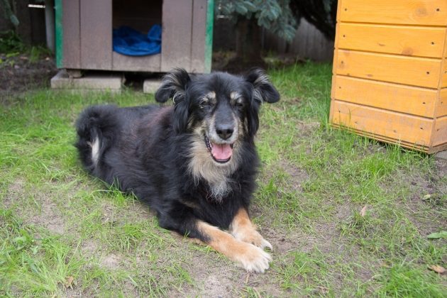 Nadchodzi Parada Adopciaków. Pokaż swojego przygarniętego pupila
