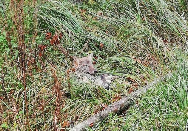 Na ratunek wilkowi. Zwierzę prawdopodobnie potrącił samochód 