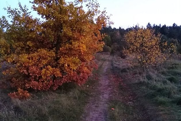 Uwaga, kierowcy. Zapowiada się mglisty poranek w regionie