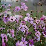 Latem cieszyły oczy. Jesienią stały się "naturalną stołówką"