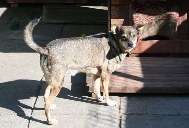 Ponura listopadowa niedziela? Nie ma takiej opcji, zwierzaki podbiją miasto