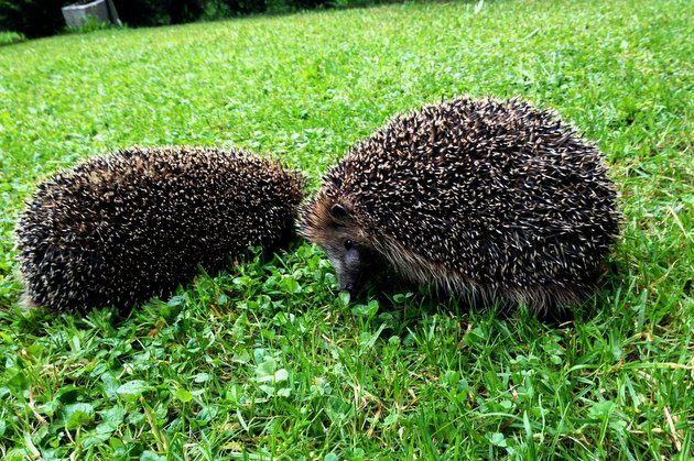 Łomża zadbała o jeże. Przygotowała dla nich domki na zimę