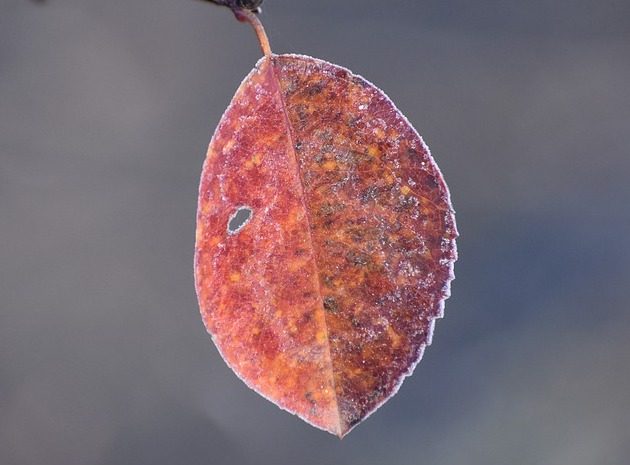 Temperatura spadnie do zera. Szykują się przymrozki