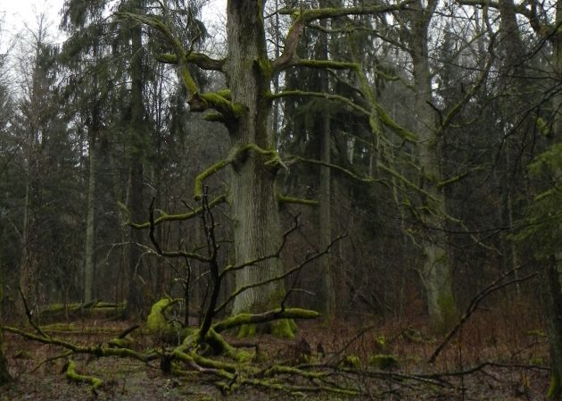 Puszcza Białowieska jak Wielki Kanion. Znalazła się w prestiżowym zestawieniu