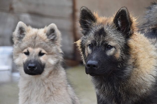 Wolontariusze poszukiwani. Schronisko nie próżnuje