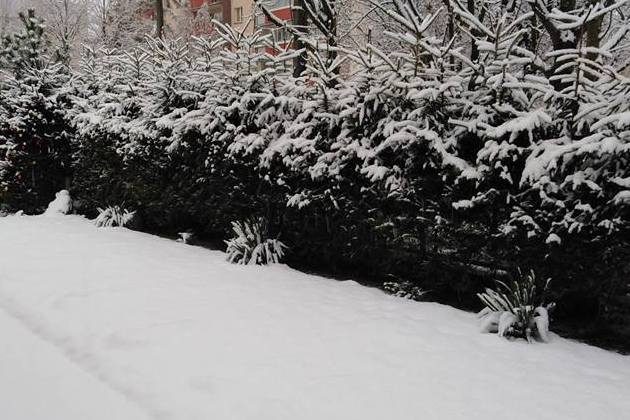 Pogoda na świąteczne dni. Czy spadnie śnieg?