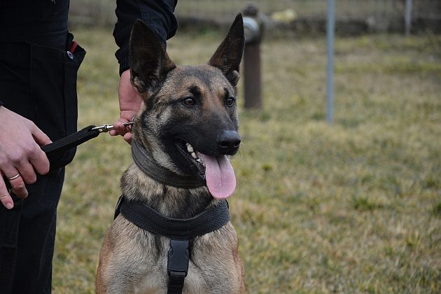 Wytropiła włamywacza i pomogła policjantom