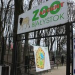 Akcent ZOO i schronisko zamknięte - dla odwiedzających i wolontariuszy