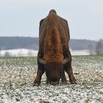 Ma szansę stać się jedną z głównych atrakcji na obszarze Puszczy Knyszyńskiej