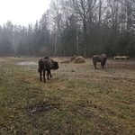 Puszcza Augustowska ma nowych lokatorów