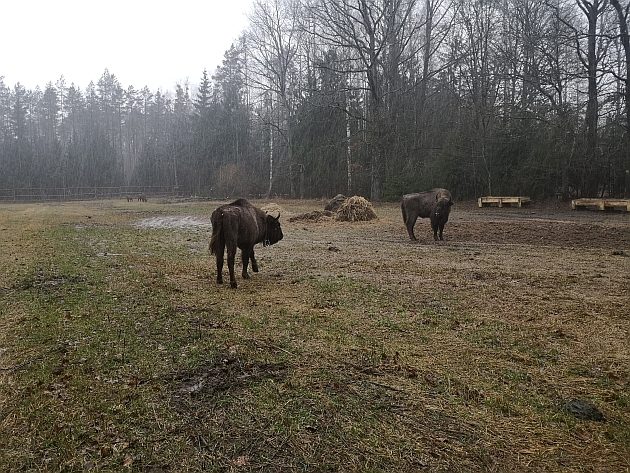 Puszcza Augustowska ma nowych lokatorów