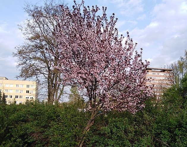 Za oknami wiosna. Temperatura rośnie