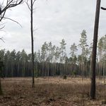 Nowe pokolenie lasu. Rośnie, dojrzewa i zmienia się na naszych oczach