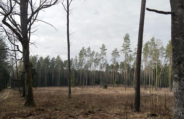 Nowe pokolenie lasu. Rośnie, dojrzewa i zmienia się na naszych oczach