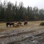 Żubry wyszły na wolność. Leśnicy będą monitorować, jak sobie radzą