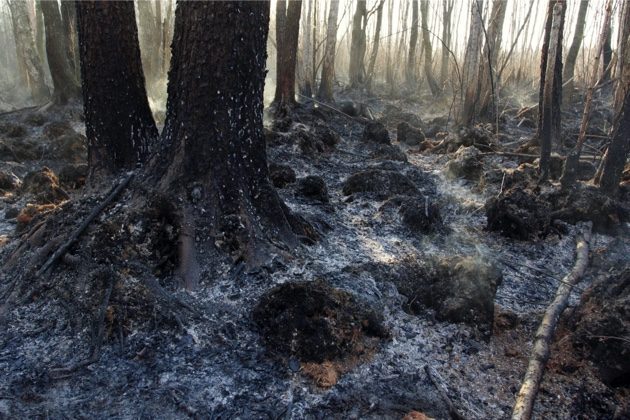Pożar Biebrzańskiego Parku Narodowego. Sytuacja jest opanowana