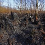 Pożar w Biebrzańskim Parku Narodowym ugaszony