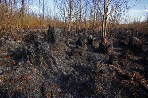 Pożar w Biebrzańskim Parku Narodowym ugaszony