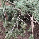 Kończy się czas "grania" głuszców w Puszczy Augustowskiej