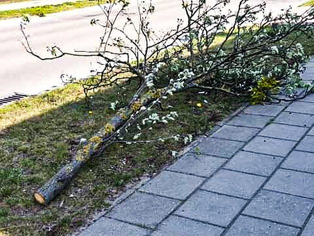 Postanowili ściąć drzewa w miejskim pasie zieleni. "Pomógł" im alkohol