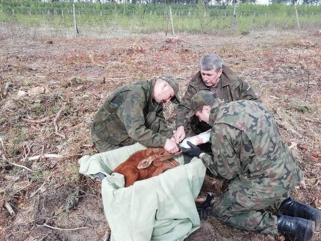 Łoś porzucony przez matkę. Parę miesięcy spędzi w rezerwacie dla zwierząt