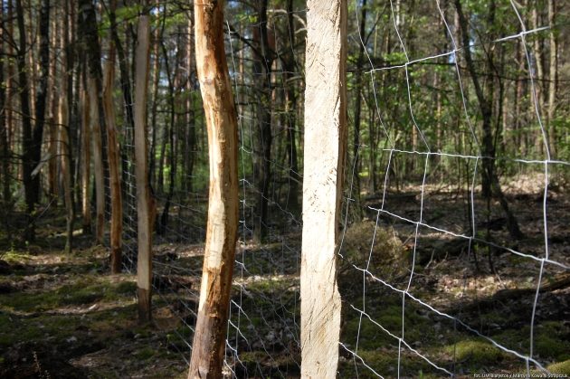 Na Pietraszach powstały dwie remizy leśne