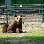 Nie żyje niedźwiedzica Joli z białostockiego Akcentu ZOO