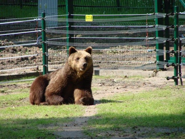 Nie żyje niedźwiedzica Joli z białostockiego Akcentu ZOO