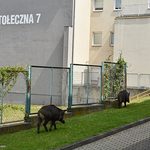 Dwa dziki w centrum Białegostoku. Zaszły na teren szkoły