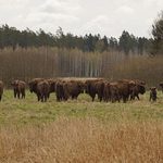 Rośnie nowe pokolenie żubrów