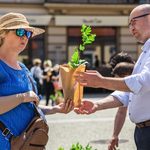 W centrum miasta rozdawano sadzonki "Dębu prezydenckiego". W niedzielę czas na powtórkę