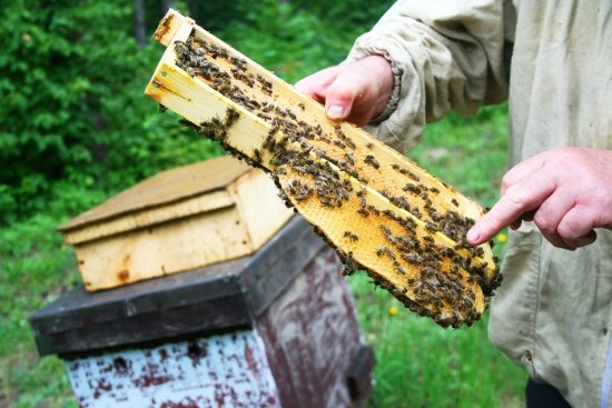 Odkryto naturalny lek na chorobę zakaźną