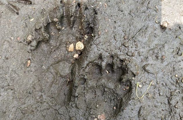 Ten ssak nie ma naturalnych wrogów. Leśniczy natrafił na jego świeże tropy