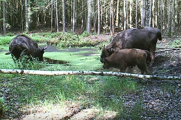 Puszcza Augustowska ma nowych lokatorów