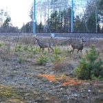 Wędrują obok pociągów na Rail Baltica. Linie kolejowe nie są dla nich barierą?