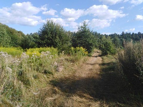 Pogoda na poniedziałek. Słoneczny początek tygodnia