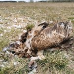 W jakim celu otruto drapieżne ptaki i zwierzęta? Białostocka prokuratura prowadzi śledztwo